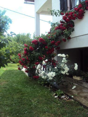 Apartments Ivona