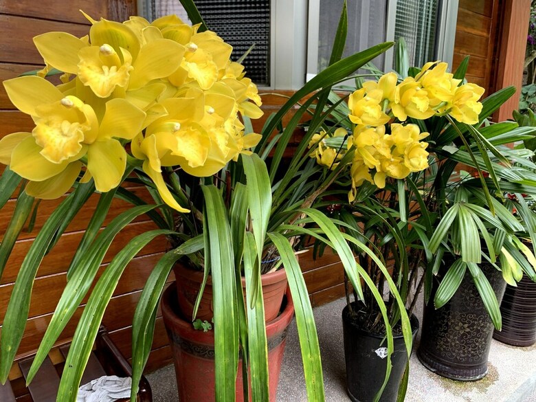 Bed & Breakfast Tian Pin Guest House