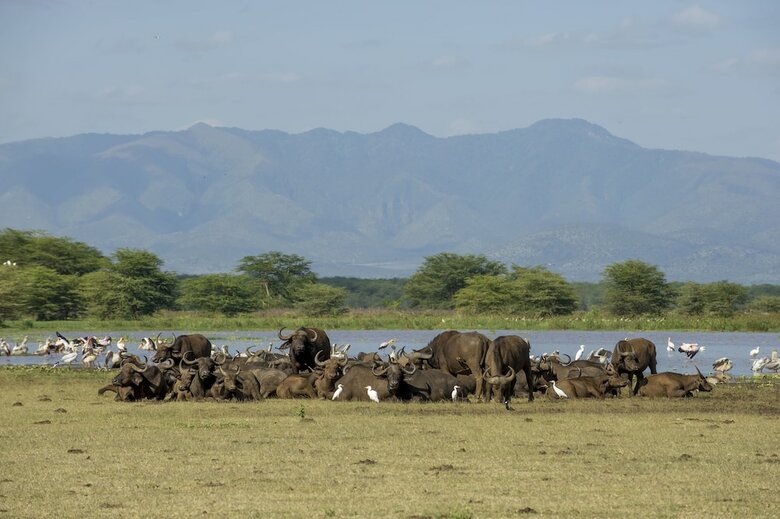 Hotel Lake Manyara Serena Safari
