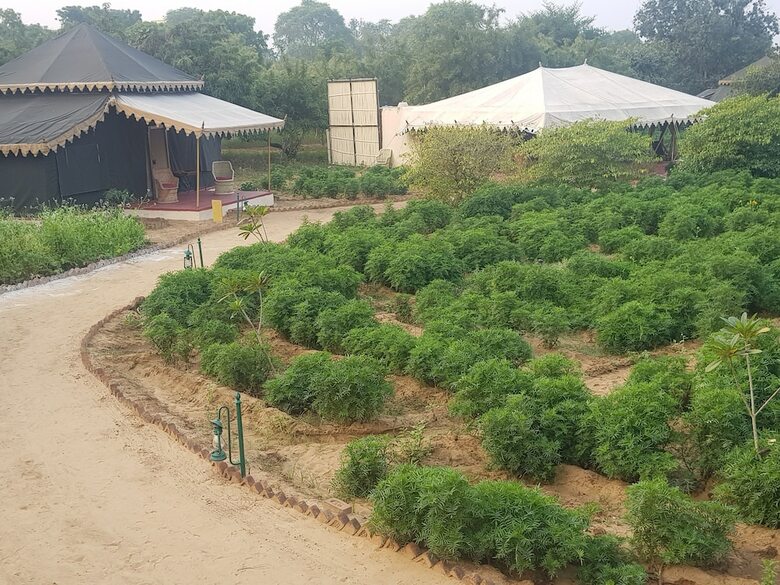 Orchard Tents & Tranquility