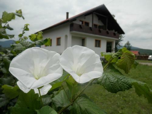 Hostal Guesthouse Matija