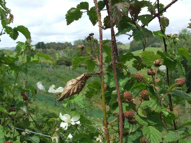 Runciman Berries And Emus B&B