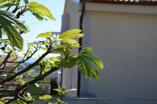 Apartments Dida Moj