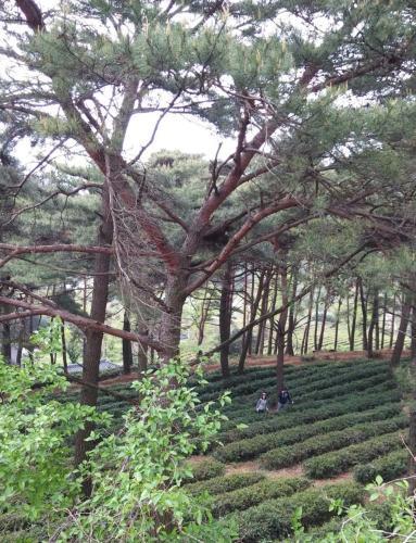 Hostal Korean Traditional House - Chungnokdang