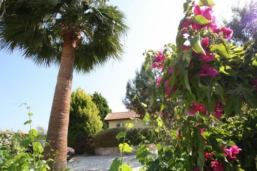 Alonia Villas