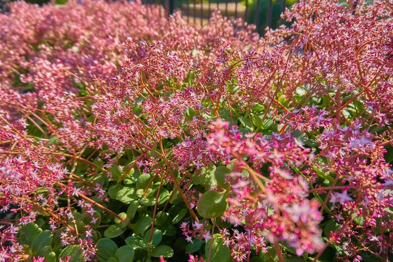 Hunter Morpeth Motel And Villa's