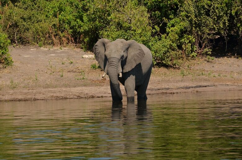 Posada Chobe Marina Lodge
