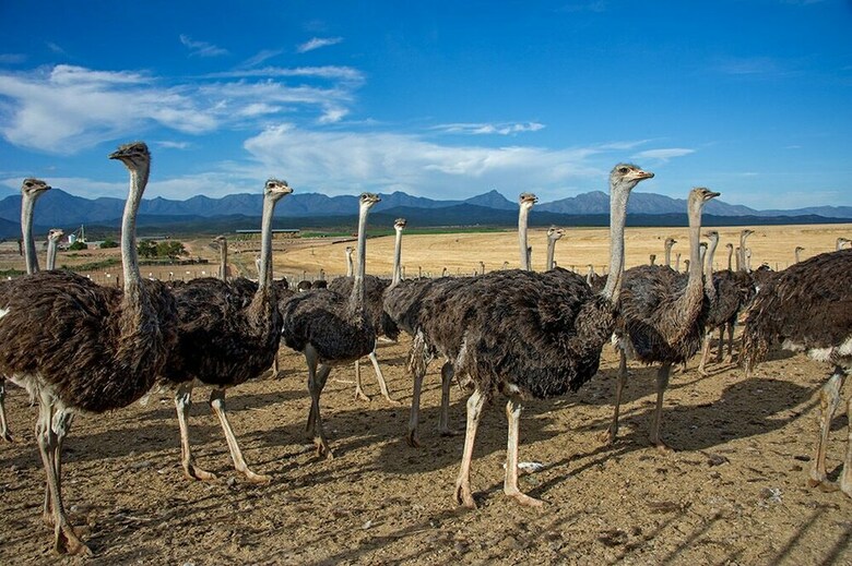 Agroturismo Berluda Farmhouse & Cottages