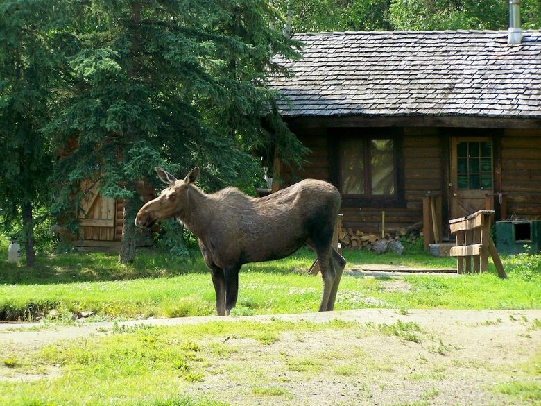 Apartamento Chena Hot Springs Resort