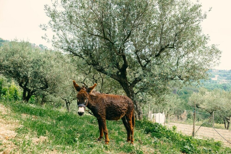 Agroturismo Country House Villa Nigro