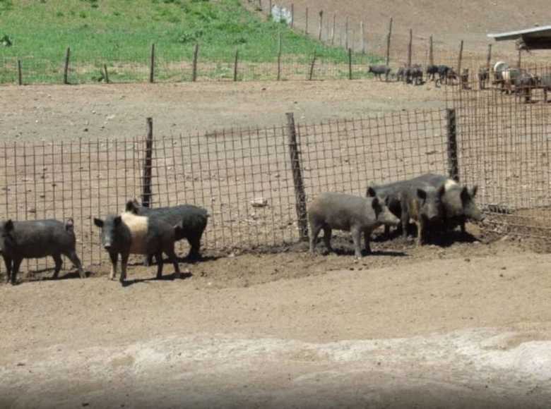 Agroturismo Agriturismo Il Marrugio