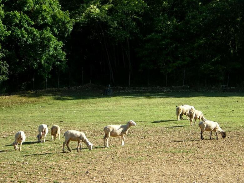 Agroturismo Fattoria Antica Forconia