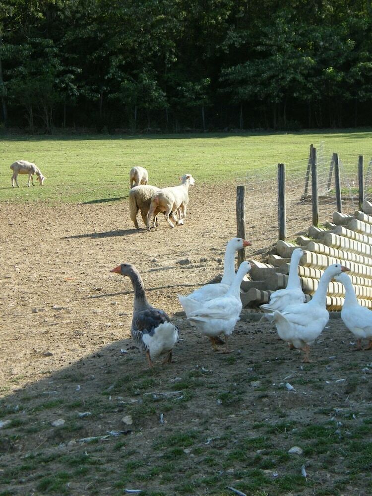 Agroturismo Fattoria Antica Forconia