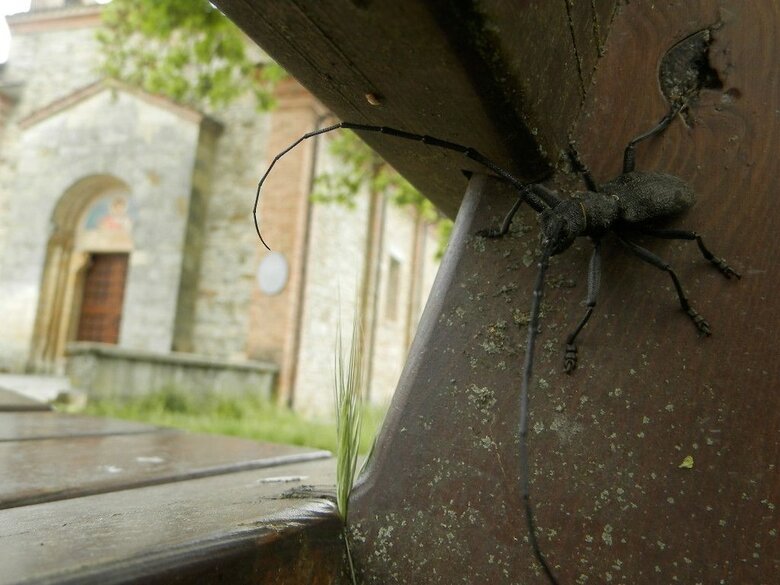 Hostal Ostello Il Gruccione