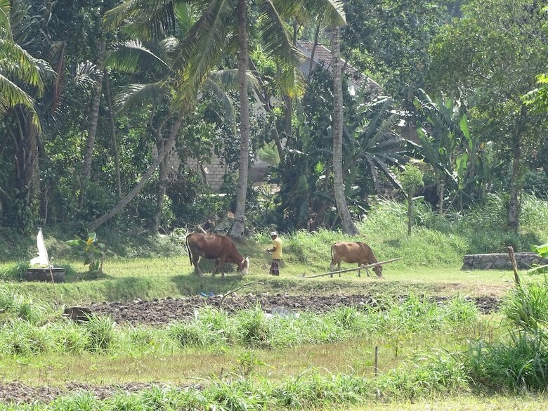 Bed & Breakfast Bale Solah