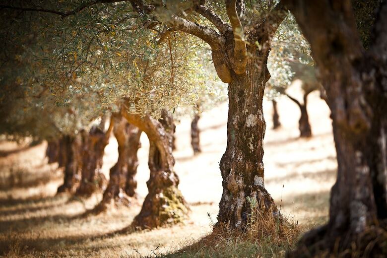 Agroturismo Finca La Ramallosa