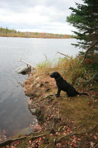 Hotel Trout Point Lodge Of Nova Scotia