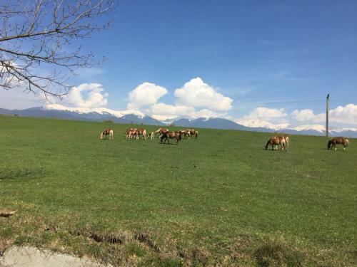 Valentina Heights Chalet Hotel