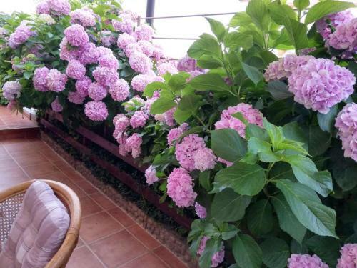 Hostal Guest House Maggy