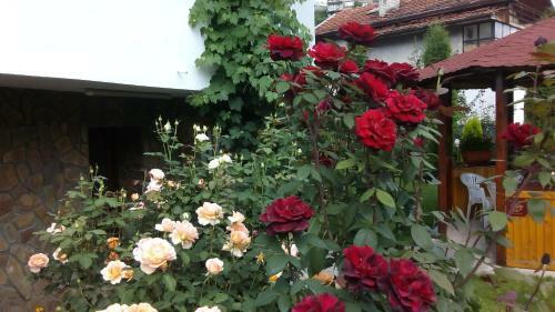Hostal Albena Guest Rooms
