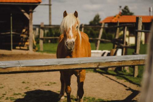 Hostal Agritourism Farm Podkowa