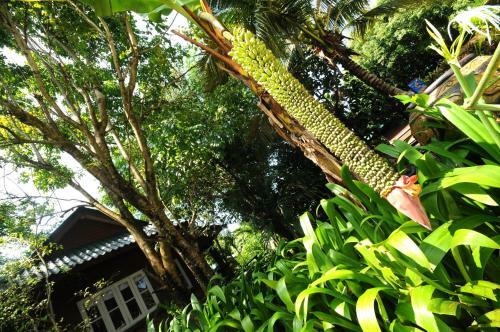 Hotel Baantip Suantong
