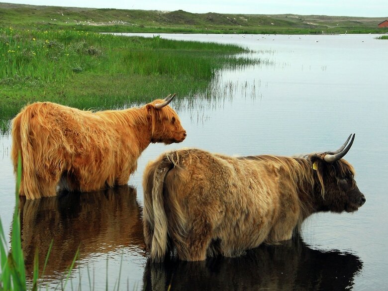 Spacious Villa With Dishwasher And Deco Fireplace On Texel