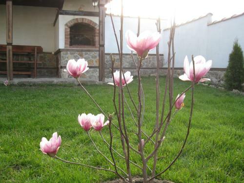 Hostal Guesthouse Trite Kambani