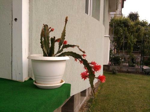 Hostal Aleks Guest House