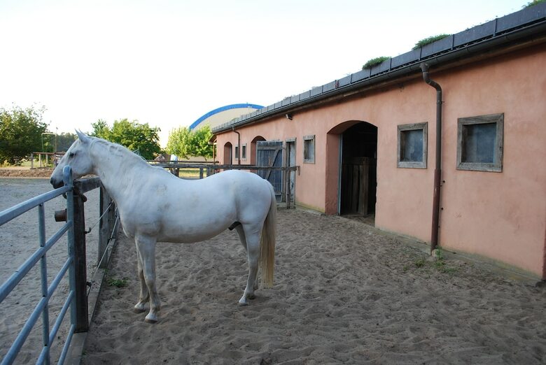 Ferienwohnung Auf Pferdehof Bei Neustadt