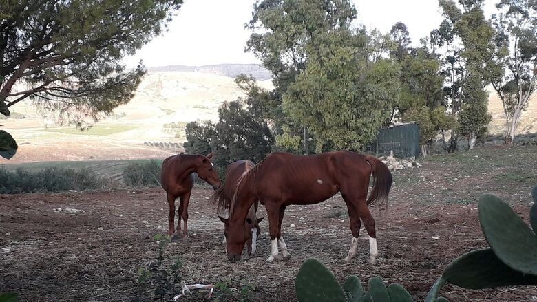 Agroturismo Chiosi Country Club