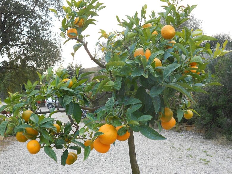 Agroturismo Agriturismo Il Fontino