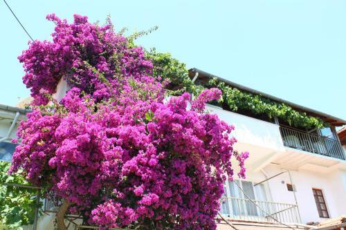 Hostal Rose Pension