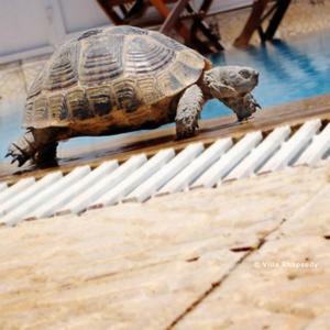 Hostal Villa Rhapsody Pension
