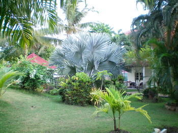 Patong Palace Hotel