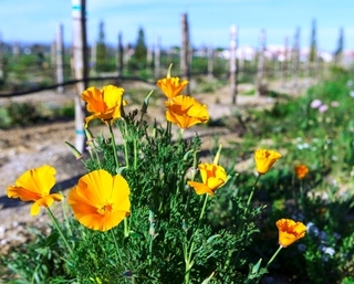 Hotel Allegretto Vineyard Resort Paso Robles