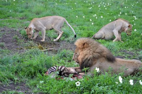 Motswiri Private Safari Lodge
