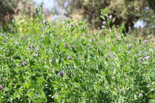 Caba�a En Olivar Centenario Agroecol�gico Tutuna
