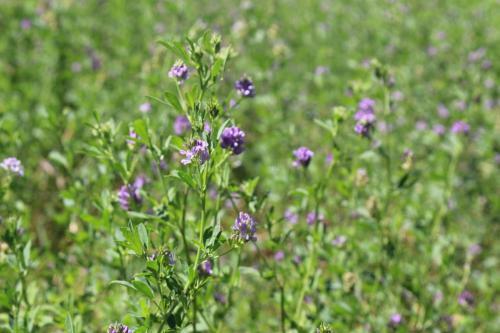 Caba�a En Olivar Centenario Agroecol�gico Tutuna