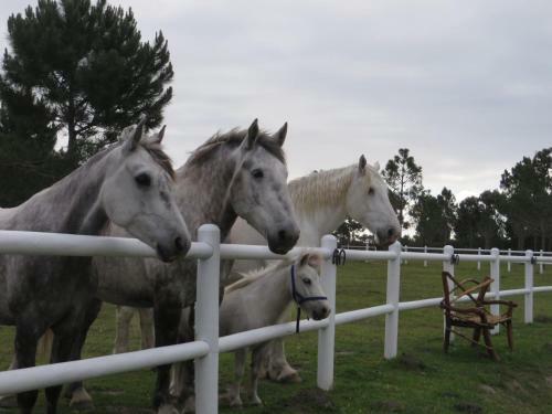 Agroturismo T'niqua Stable Inn