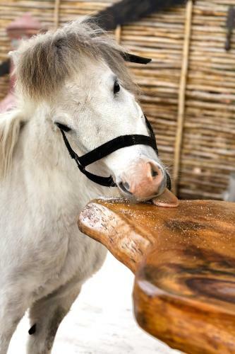 Agroturismo T'niqua Stable Inn
