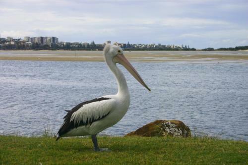Apartamento Explorer Cove Unit 6, 31 Kennedy Pde