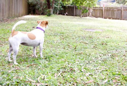 Apartamento Coolum Classic Beach Shack - Pet Friendly