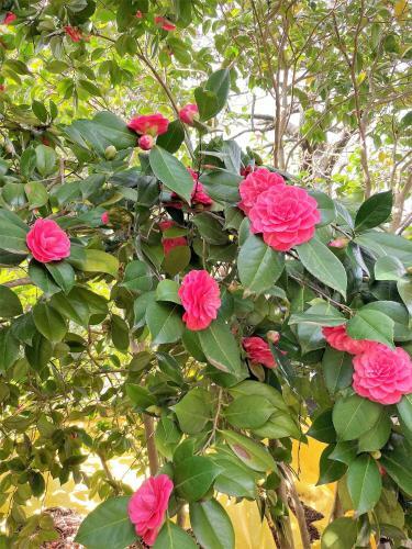 Apartamento Adelaide Hills 'camellia Cottage' - Wifi