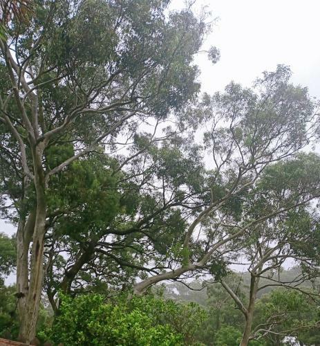 Apartamento Studio In The Treetops