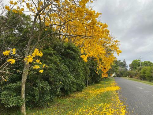 Byron Hinterland Farm - Minutes To Everything!