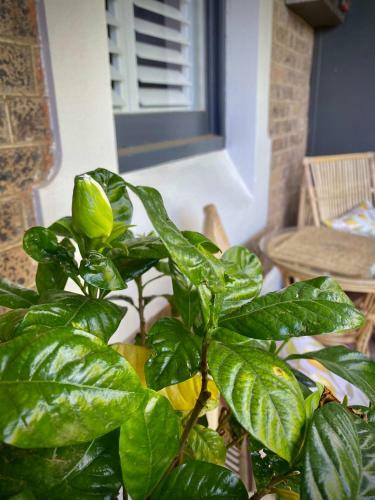 La Mia Casa 159 - Cbd - The Entertainer