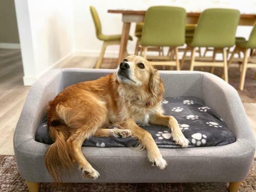 The Perfect Pet Friendly Escape, Sunshine Beach