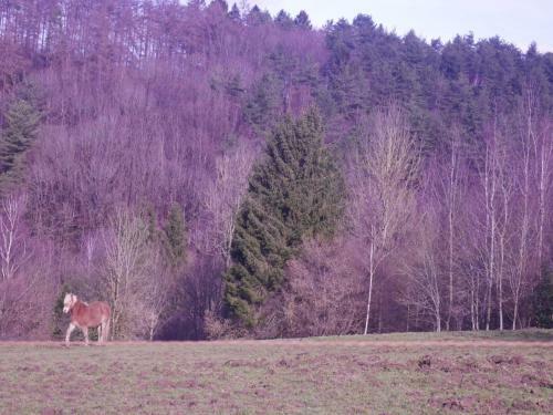 Quaint Holiday Home In Aywaille With Sauna, Jacuzzi