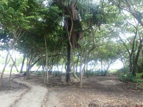 Mahogany At Bay's Edge